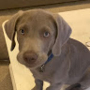 Meet your Posher, Abigail